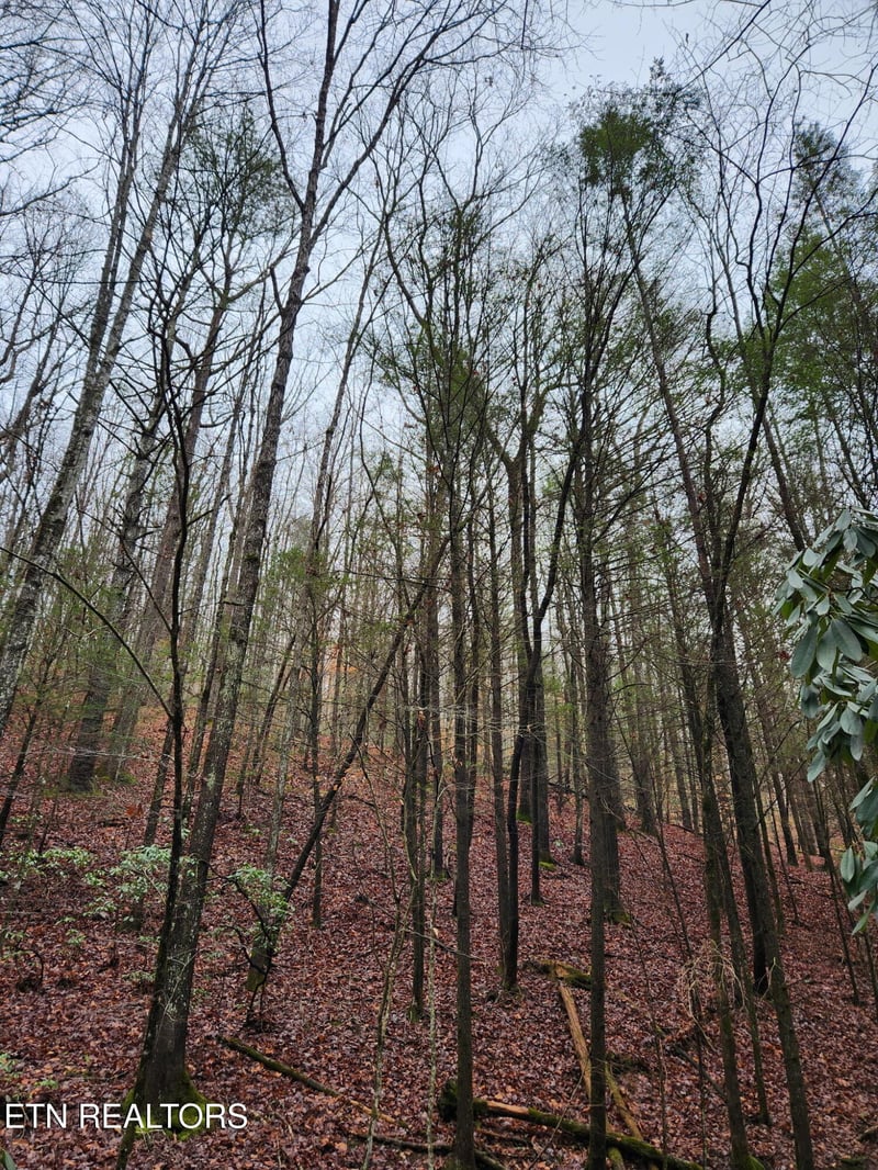 470 Bear Branch Rd, Wartburg, TN 37887
