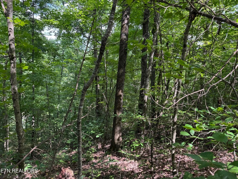 49 Bayside Blvd, Bean Station, TN 37708