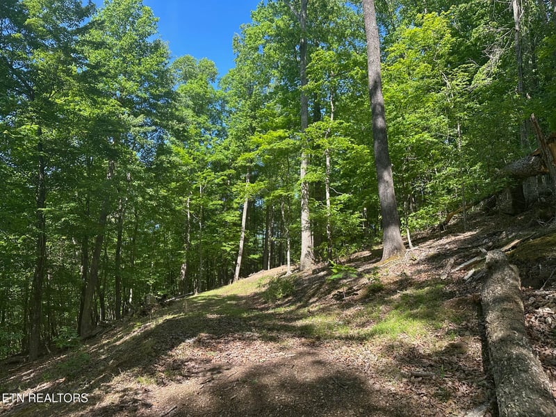 490 Fox Ridge Ln, Caryville, TN 37714