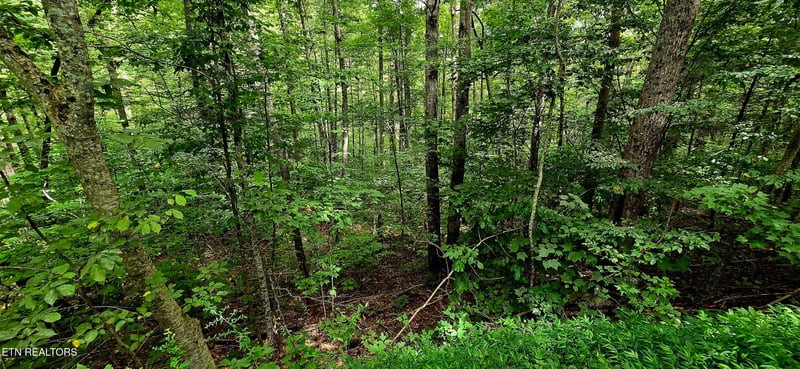 491 Chetola Tr, Townsend, TN 37882