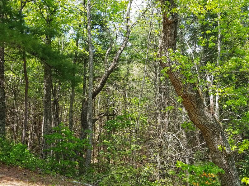 5.20 Acres Smithfield Rd, Tellico Plains, TN 37385