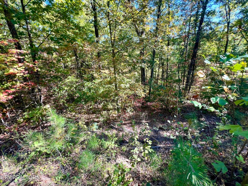 5.61 Acres Creek Hollow Way, Sevierville, TN 37876