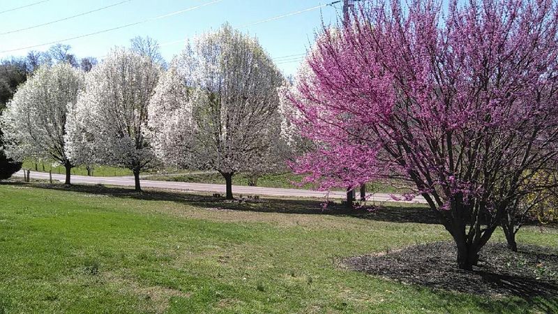5152 Circle Rd, Corryton, TN 37721
