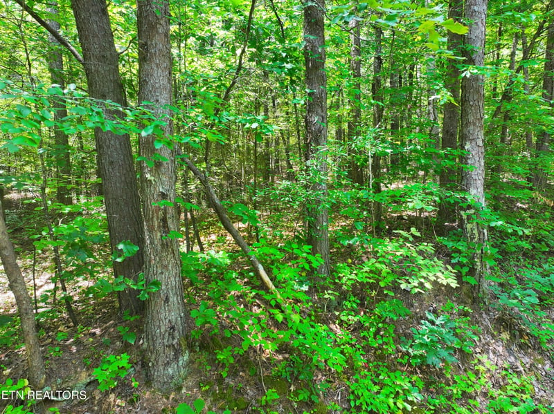 545 Ridge Rd, Madisonville, TN 37354