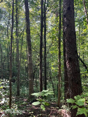 552 New Providence Rd, Tellico Plains, TN 37385