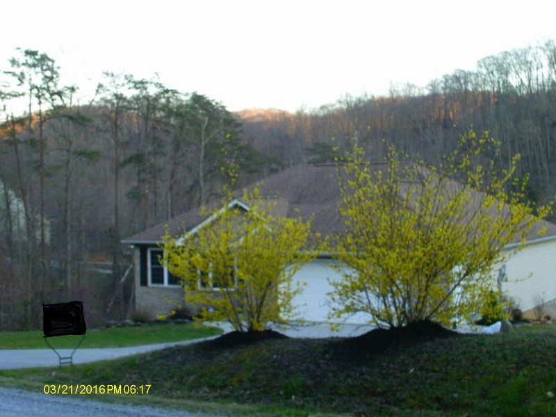 556 Black Fox Harbor Dr, Washburn, TN 37888