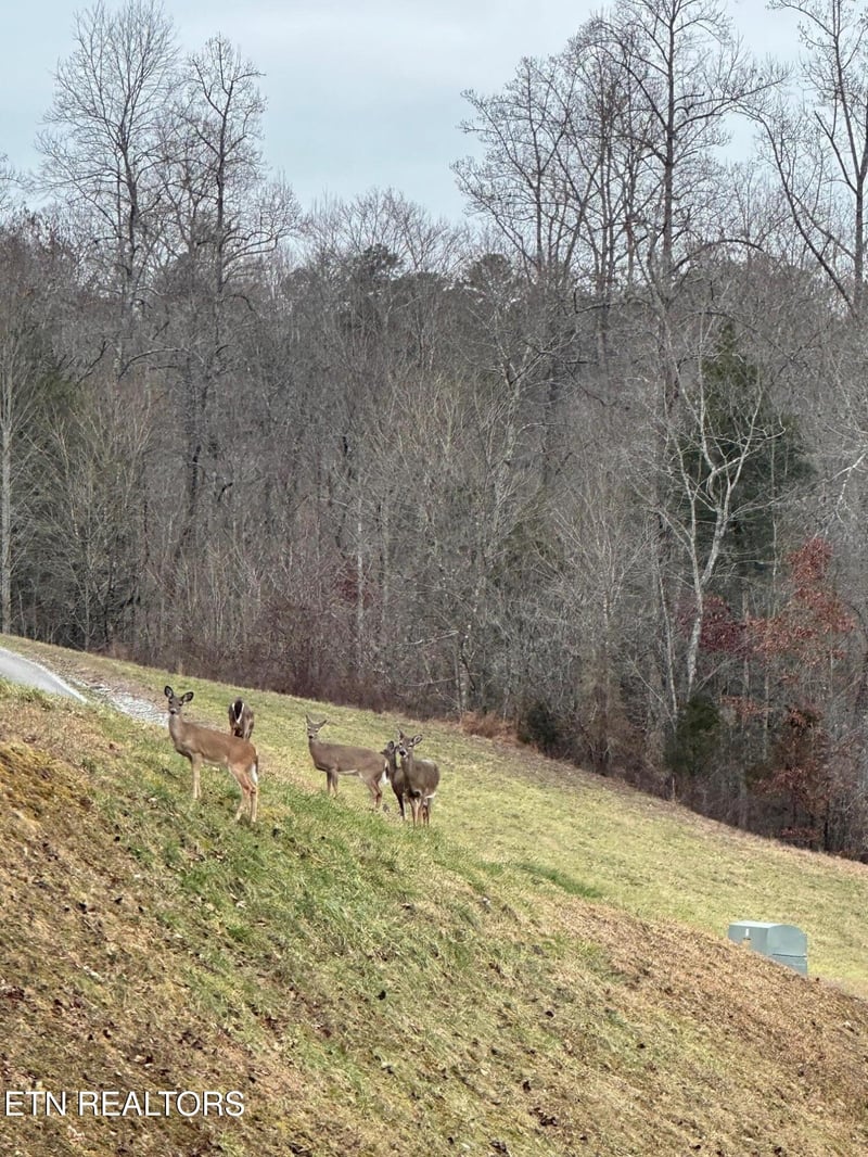 560 Summer Cir, Lafollette, TN 37766
