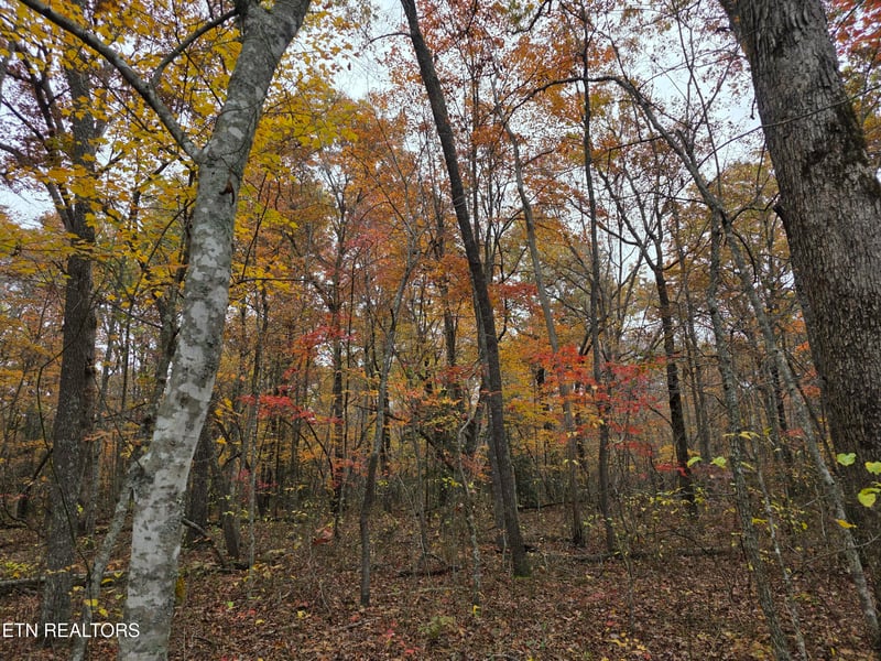 6 Divide Tr, Monterey, TN 38574