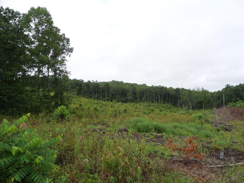 600 Coon Hollow Rd, Sunbright, TN 37872