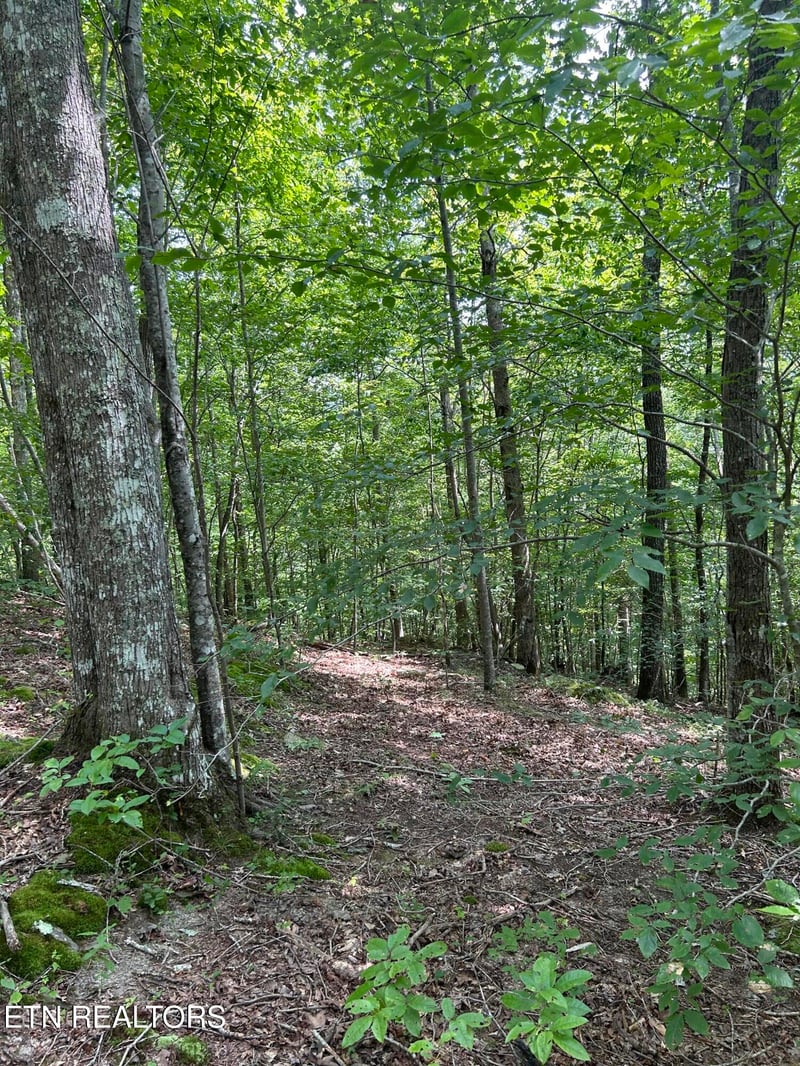 6116 Paint Rock Rd, Oneida, TN 37841
