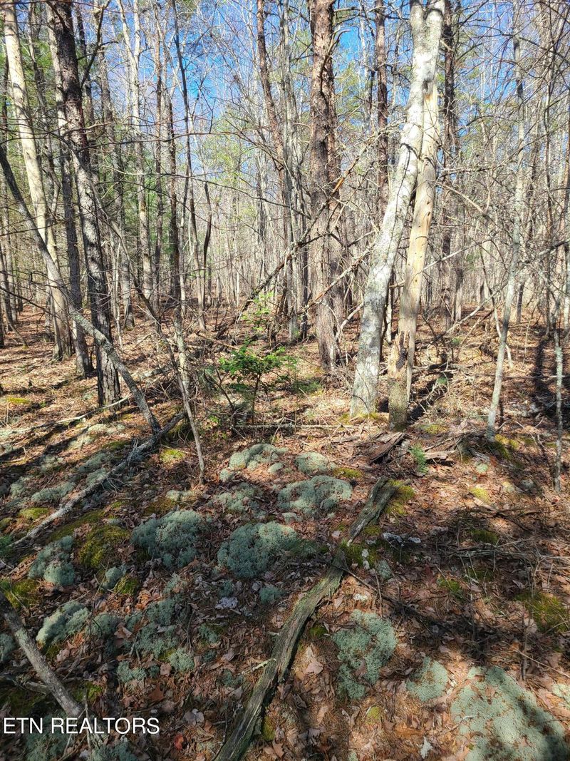 616 Coon Hollow Rd, Sunbright, TN 37872