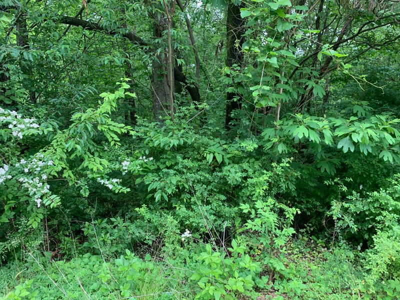 62 Card Ln, Caryville, TN 37714