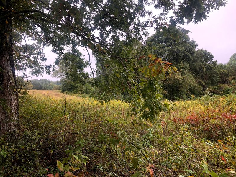 62.41ac Rome Rd, Lancing, TN 37770