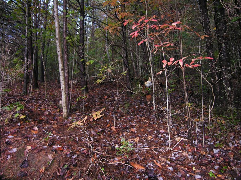 645 Towee Falls Rd, Tellico Plains, TN 37385