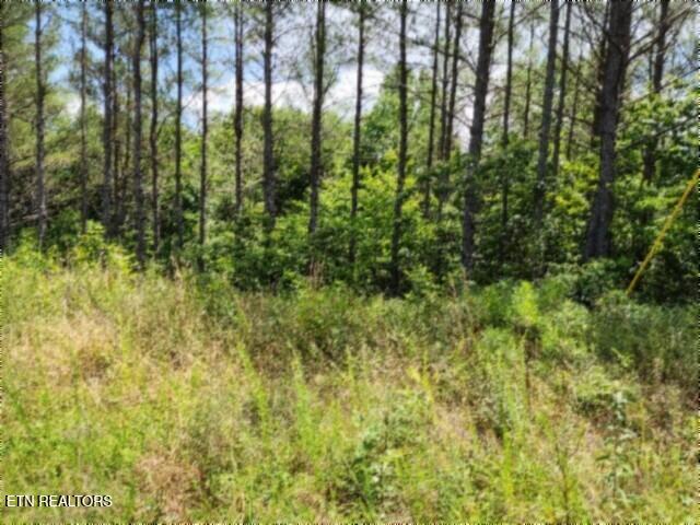 674 Rhodas Way, Sunbright, TN 37872