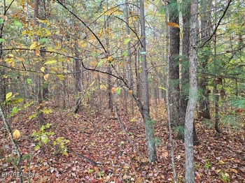 7.37 AC W Robbins Rd, Robbins, TN 37852