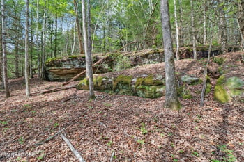 70.69 Acres Old Collins Rd, Deer Lodge, TN 37726