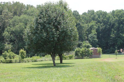 701 Wanda Sue Ct, Strawberry Plains, TN 37871