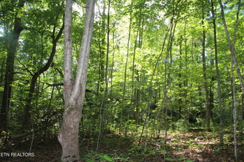 704 Annadell Rd, Lancing, TN 37770