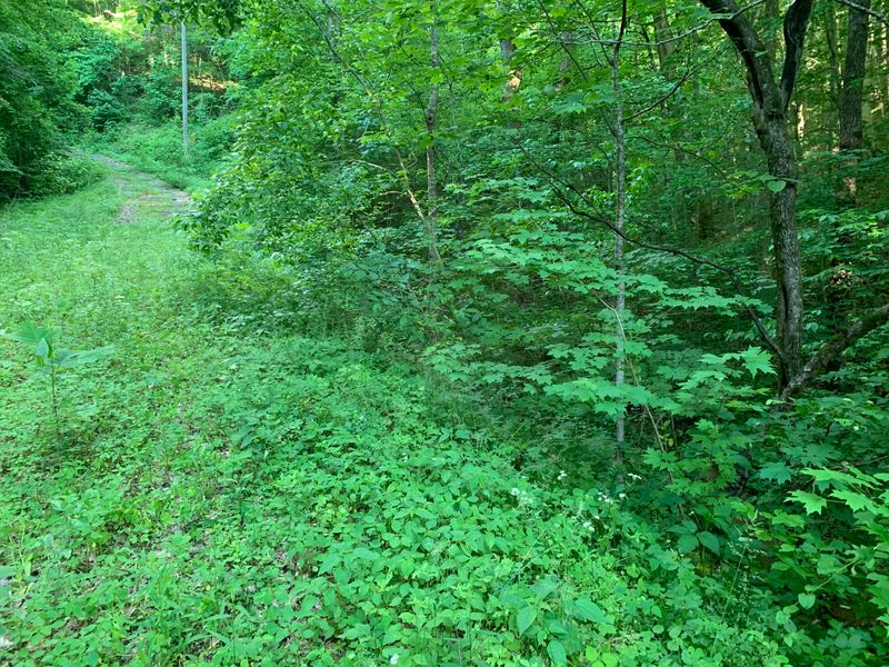 740 Richards Ln, Seymour, TN 37865