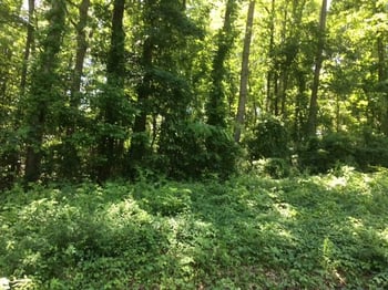 8 Laurel Pl, Norris, TN 37828