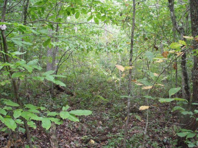831 Yellow Nugget Rd, Tellico Plains, TN 37385
