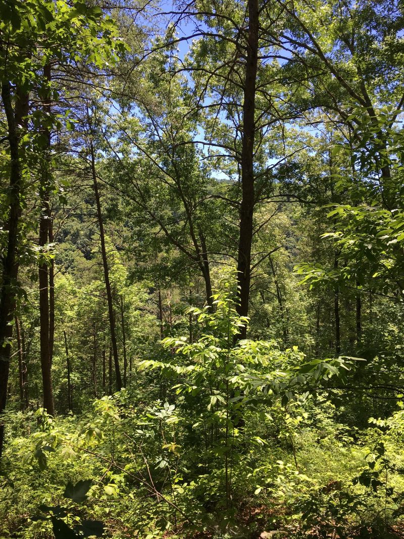 840 Steer Creek Rd, Tellico Plains, TN 37385