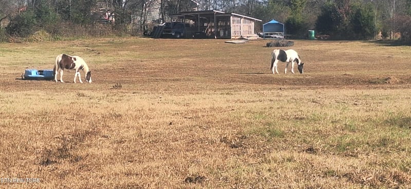 844 Seed Tick Rd, Philadelphia, TN 37846