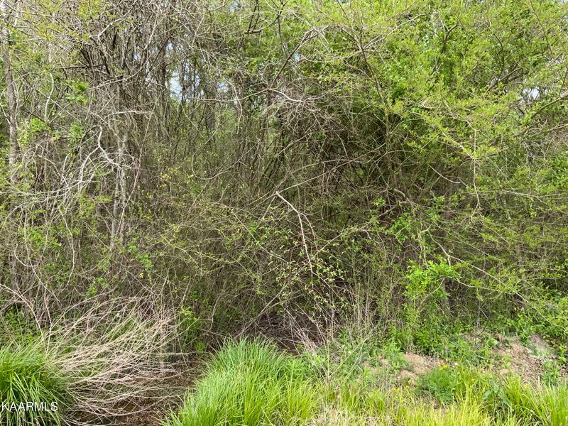 9.2 acre Roddy Ln, Harriman, TN 37748