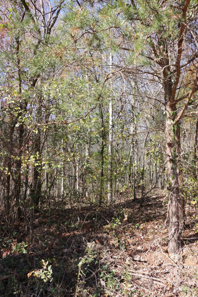 908 Doe Dr, Greenback, TN 37742