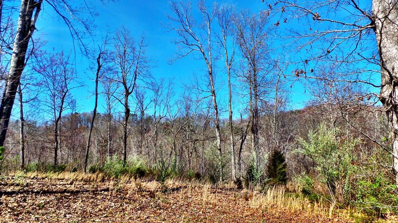 9733 Hidden Branch Ln, Heiskell, TN 37754