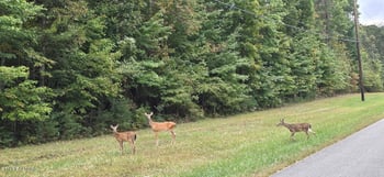 L6 Cumberland Lakes Dr, Monterey, TN 38574