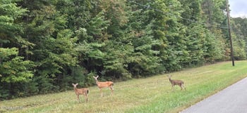 L7 Cumberland Lakes Dr, Monterey, TN 38574