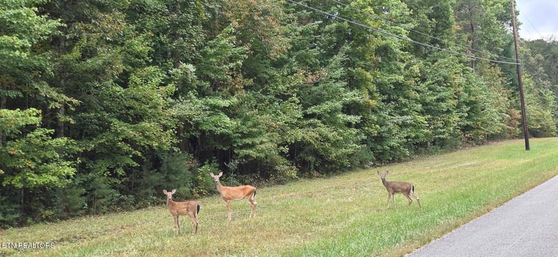 L7 Cumberland Lakes Dr, Monterey, TN 38574