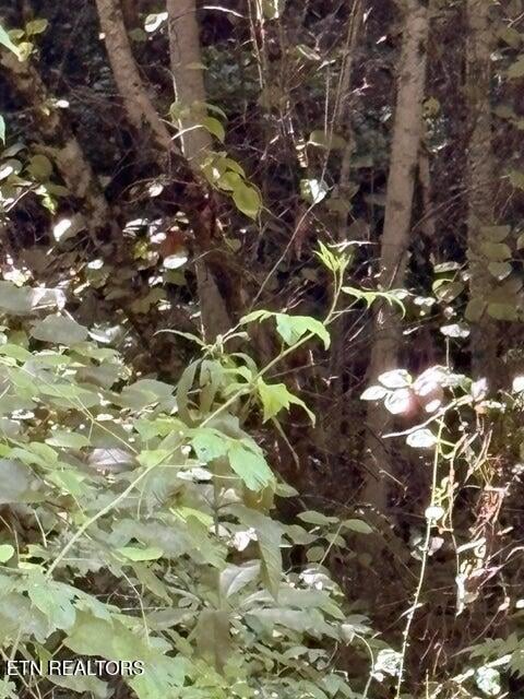 Lot 1 Old Furnace Rd, Tellico Plains, TN 37385