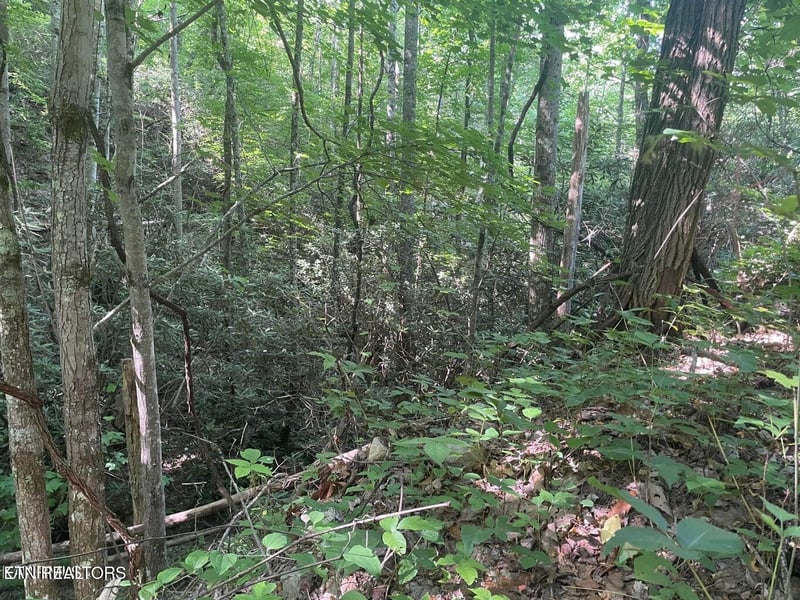 Lot 1 Sycamore St, Sevierville, TN 37876