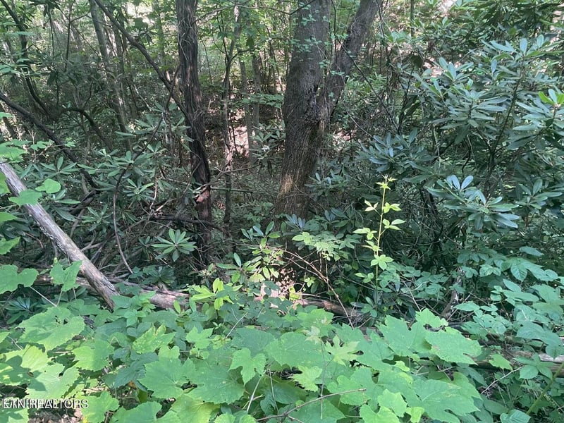Lot 1 Sycamore St, Sevierville, TN 37876