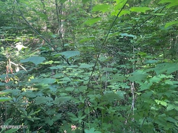 Lot 1 Sycamore St, Sevierville, TN 37876
