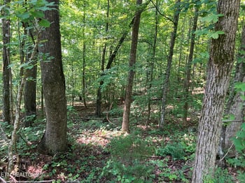 Lot 1 Tumbling Run Rd, Maynardville, TN 37807