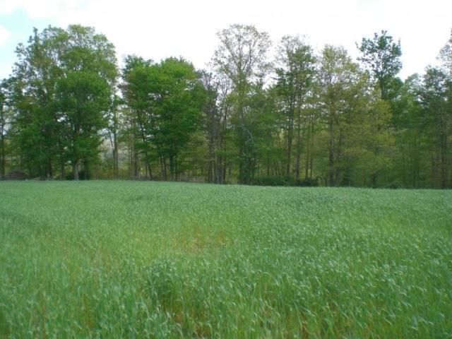 Lot 10 J D Chambers, Robbins, TN 37852