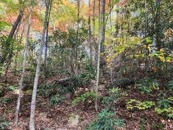 Lot 11 Bluff Mtn Rd, Sevierville, TN 37876