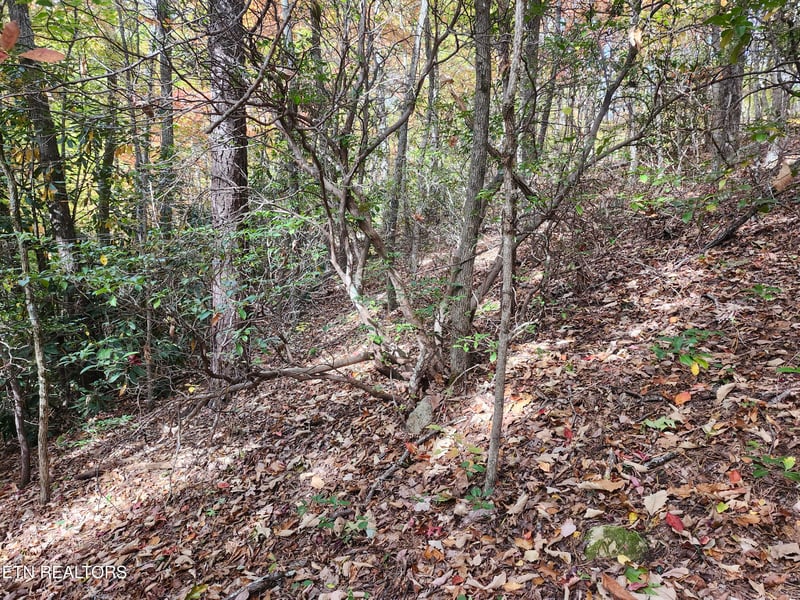 Lot 11 Bluff Mtn Rd, Sevierville, TN 37876