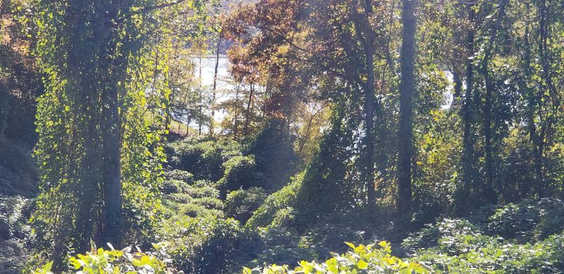 Lot 12 Emory River Rd, Harriman, TN 37748