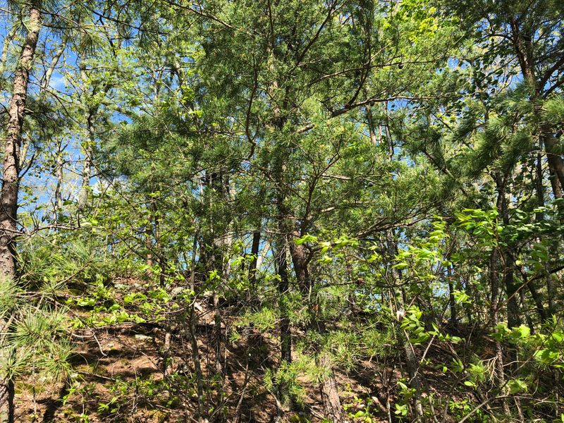 Lot 12 Maple Ln, Sevierville, TN 37876
