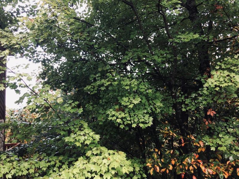 Lot 12 Tekoa Mtn Way, Sevierville, TN 37862