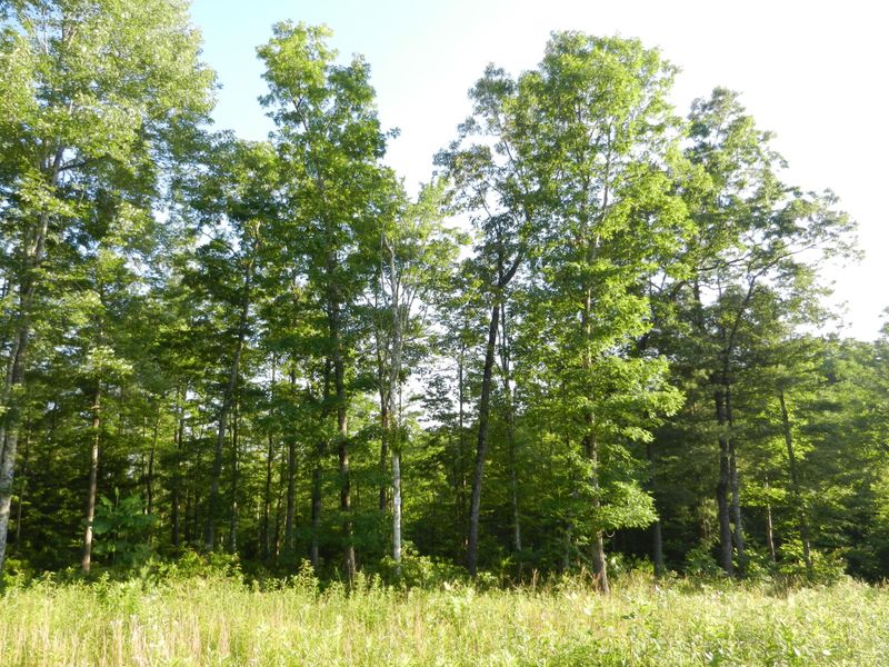 Lot 12 Toomey Falls Rd, Oneida, TN 37841