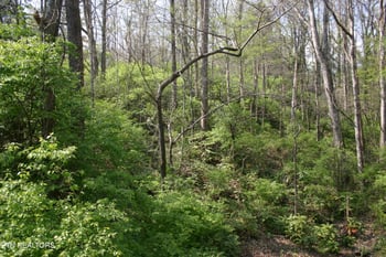 Lot 12 Vanhorn Rd, Knoxville, TN 37918