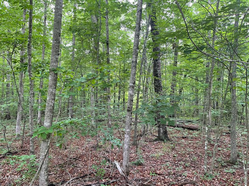 Lot 14 T Pl #4, Monterey, TN 38574