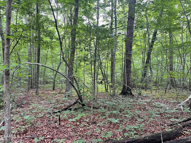 Lot 14 T Pl #4, Monterey, TN 38574
