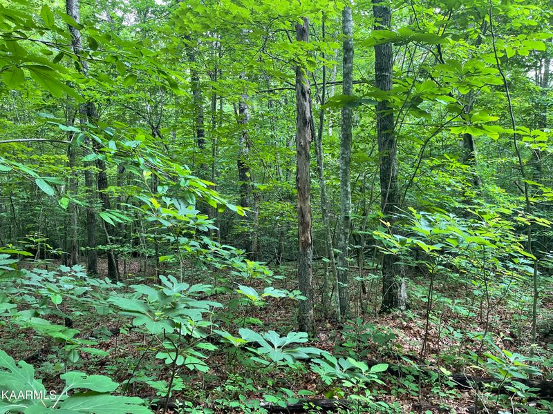 Lot 14 T Pl #4, Monterey, TN 38574